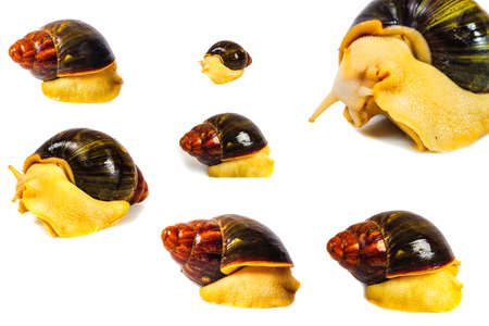 Single Snail with a beautiful shell,nice coloring,close up isolated on the white backgroundの写真素材