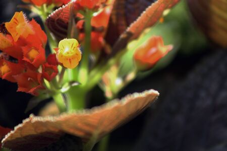 yellow flower in my gardenの写真素材