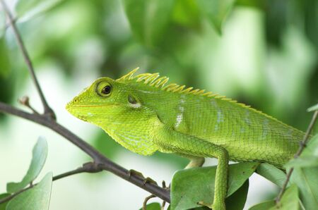 chameleonの写真素材