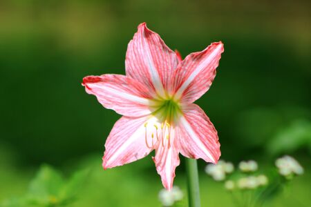 flower in my garden 2の写真素材