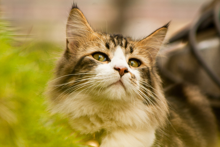 Cutie Catの写真素材