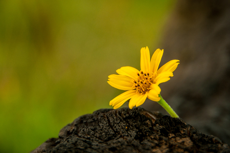 Yellow Flowerの写真素材