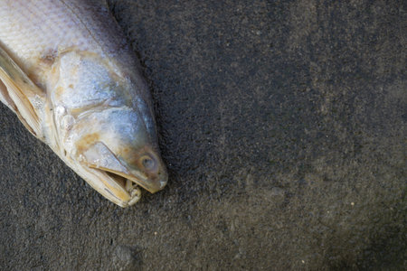 Close up snapper isolated on a white backgroundの写真素材