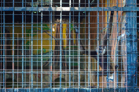 A kalawat gibbon (Hylobates muelleri) stares out of a wire-covered cage.の写真素材