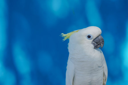 Sulphur-crested cockatoo, Cacatua galerita, on a blue background.の写真素材