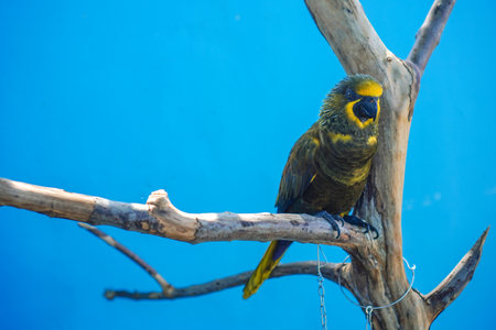 Brown Lory (Chalcopsitta duivenbodei) with a blue background.の写真素材
