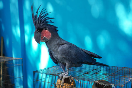 The king cockatoo or in its scientific name Probosciger aterrimus is a type of large, black cockatoo bird.の写真素材
