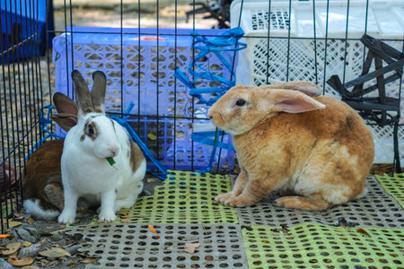 Condition of rabbits in the animal market.の写真素材