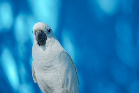 Sulphur-crested cockatoo, Cacatua galerita, on a blue background.の写真素材