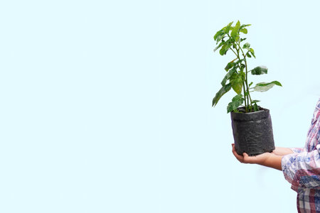 Woman carrying plants in plastic bags on sky blue background and empty space for text.の写真素材