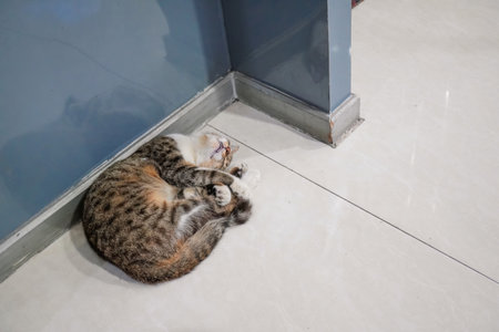 The cat was fast asleep and curled up in the corner of the ceramic floor design.の写真素材