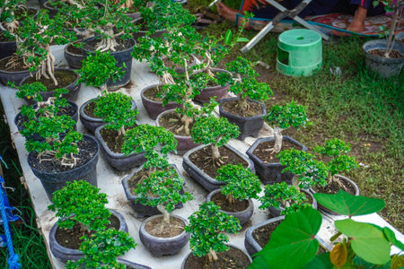 bonsai trees for sale at festivals.の写真素材