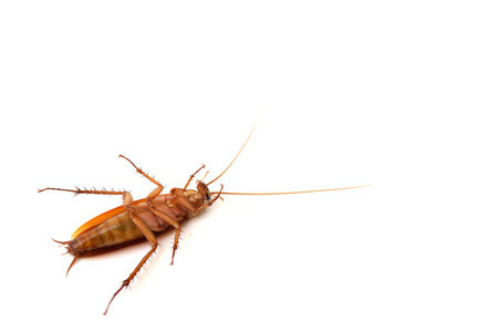 Dead cockroach lying on its back with white blank space background