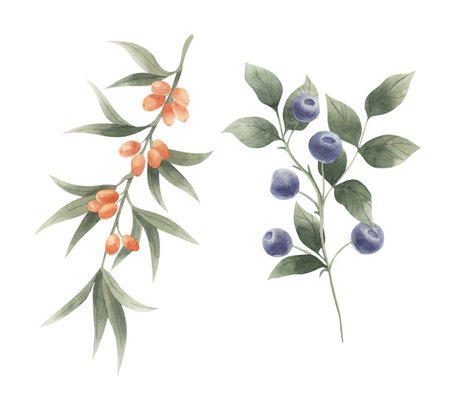 <p>Set of watercolor blueberries and sea buckthorn branches. Hand painted illustration isolated on white background.</p>の写真素材