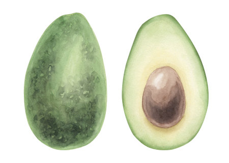 Watercolor illustration of avocado. isolated on a white background.の写真素材
