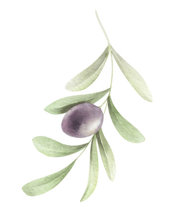 Olive branch with olives. Hand drawn watercolor illustration.の写真素材