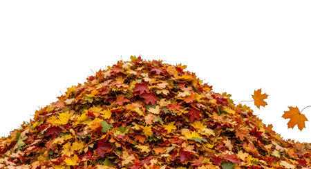 A large, dense pile of colorful autumn leaves is presented against a stark black background. The heap is composed of numerous maple leaves in shades of red, orange, yellow, and green, creating a rich texture. A few individual leaves are shown falling or floating near the pile, adding a sense of movement.の素材