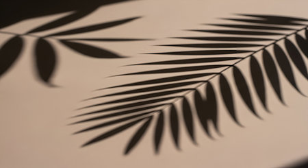 The dark, distinct shadow of palm leaves is cast upon a light-colored, textured surface. The intricate patterns of the fronds are clearly visible, creating a graphic and abstract composition. The focus is on the interplay of light and shadow.の写真素材