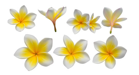 A collection of seven plumeria flowers, also known as frangipani, are arranged against a transparent background. The flowers have white petals with vibrant yellow centers. They are depicted in various stages of bloom and orientation.の写真素材
