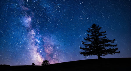 Silhouette of pine tree against milky way and starry sky