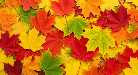 A close-up, overhead view of a dense scattering of vibrant autumn maple leaves. The leaves display a...