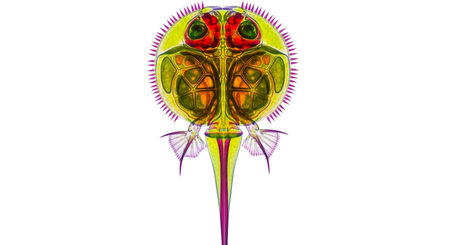 Graphic showing microscopic view of a colorful water flea crustacean. High resolution image. High...