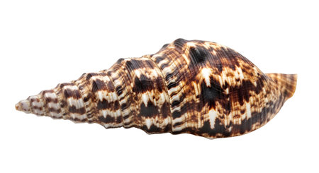 A single, elongated spiral seashell is displayed against a black background. The shell exhibits a...