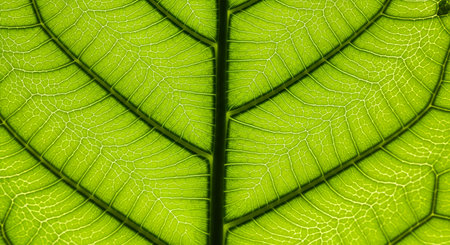 A highly detailed macro photograph of a translucent green leaf, illuminated from behind to reveal...