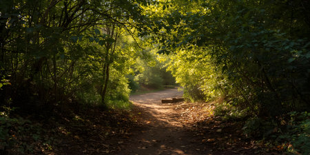 A shaded forest path leads towards a brightly lit opening ahead. Dense green foliage lines both...