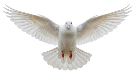 A majestic white dove is captured in mid-flight, its wings fully spread in a graceful arc against a stark black background. The bird's feathers are pristine white. The image conveys a sense of peace, freedom, and purity.の写真素材