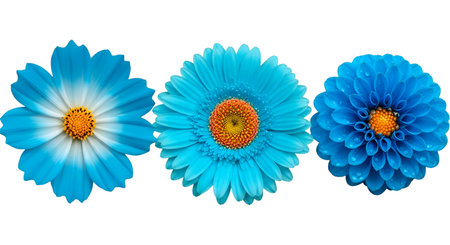 Three distinct blue flowers are displayed prominently against a dark background. From left to right, the first is a cosmos flower with white tips on its petals, the second is a gerbera daisy with a bright orange center, and the third is a dahlia with numerous layered petals, some adorned with water droplets.の写真素材
