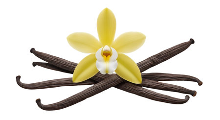 Flower showing vanilla orchid flower and pods on black background. High resolution image. High quality image with transparent background support.の写真素材