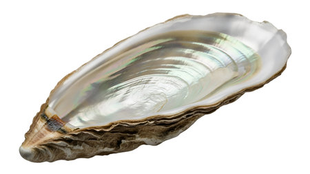 An open oyster shell is displayed against a black background, showcasing its rough, textured exterior and the smooth, lustrous interior. The inside of the shell exhibits a beautiful iridescent sheen with shifting colors of white, green, and pink, reflecting light.の写真素材