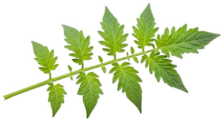 A single, vibrant green tomato plant leaf stem is presented against a stark black background. The stem is long and slender, with multiple compound leaves branching off symmetrically. Each leaf is serrated with intricate veins, showcasing the delicate structure of young foliage. The overall impression is one of fresh, natural growth.の写真素材