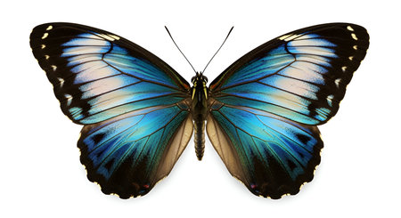 A stunning Blue Morpho butterfly is presented with its wings fully open, isolated on a white...