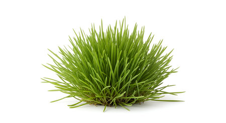 A dense, round clump of vibrant green grass is presented on a white background. The individual blades are sharp and upright, creating a full and textured appearance. The plant is isolated, showcasing its natural form.の写真素材