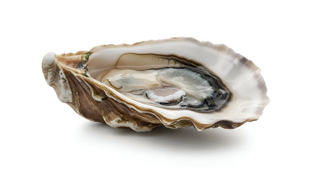 A single, freshly opened oyster rests on a white background. The oyster is presented inside its rough, textured shell, revealing its plump, greyish-white flesh and the surrounding iridescent liquid. The detail of the shell's interior and the oyster's texture are clearly visible.の写真素材