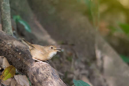 Bird are on the woods, live in the woods.の写真素材
