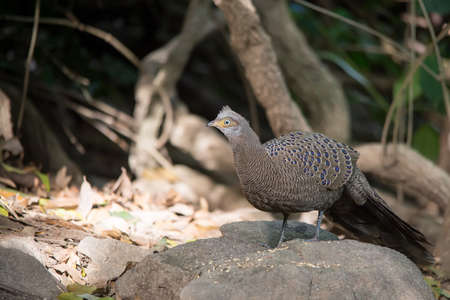 Grey Peacock-Pheasant  in nature at Meawong national park,Thailandの写真素材