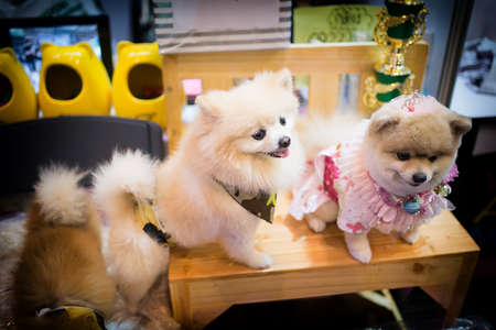 Pomeranian groomingの写真素材