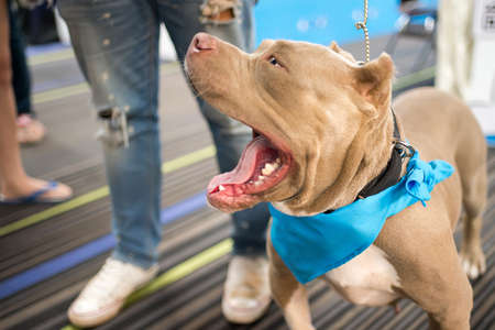 Bully dog in roomの写真素材