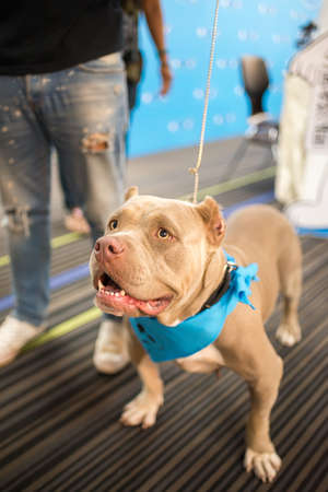 Bully dog lookingの写真素材