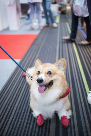 Corgi dog lookingの写真素材