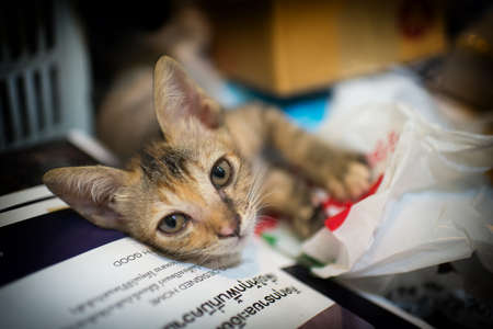 Cute catの写真素材