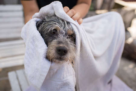 The cute dog is in dog salon. Dog is combing by male groomer and is looking to the camera.の写真素材