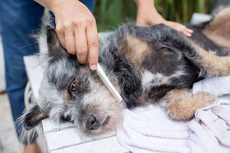 The cute dog is in dog salon. Dog is combing by male groomer and is looking to the camera.の写真素材