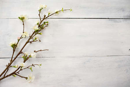 Artificial apple blossom on white wooden table backgroundの写真素材