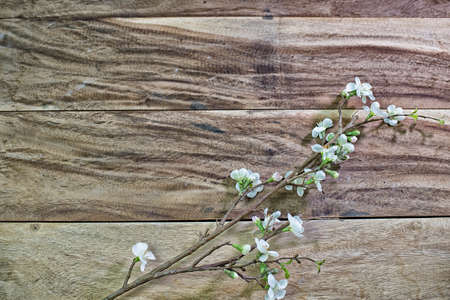Chamelaucium flowers (waxflower) on wooden table background High Dynamic Range toneの写真素材