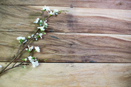 Chamelaucium flowers (waxflower) on wooden table background.の写真素材