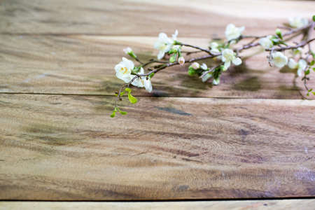 Chamelaucium flowers (waxflower) on wooden table background.の写真素材